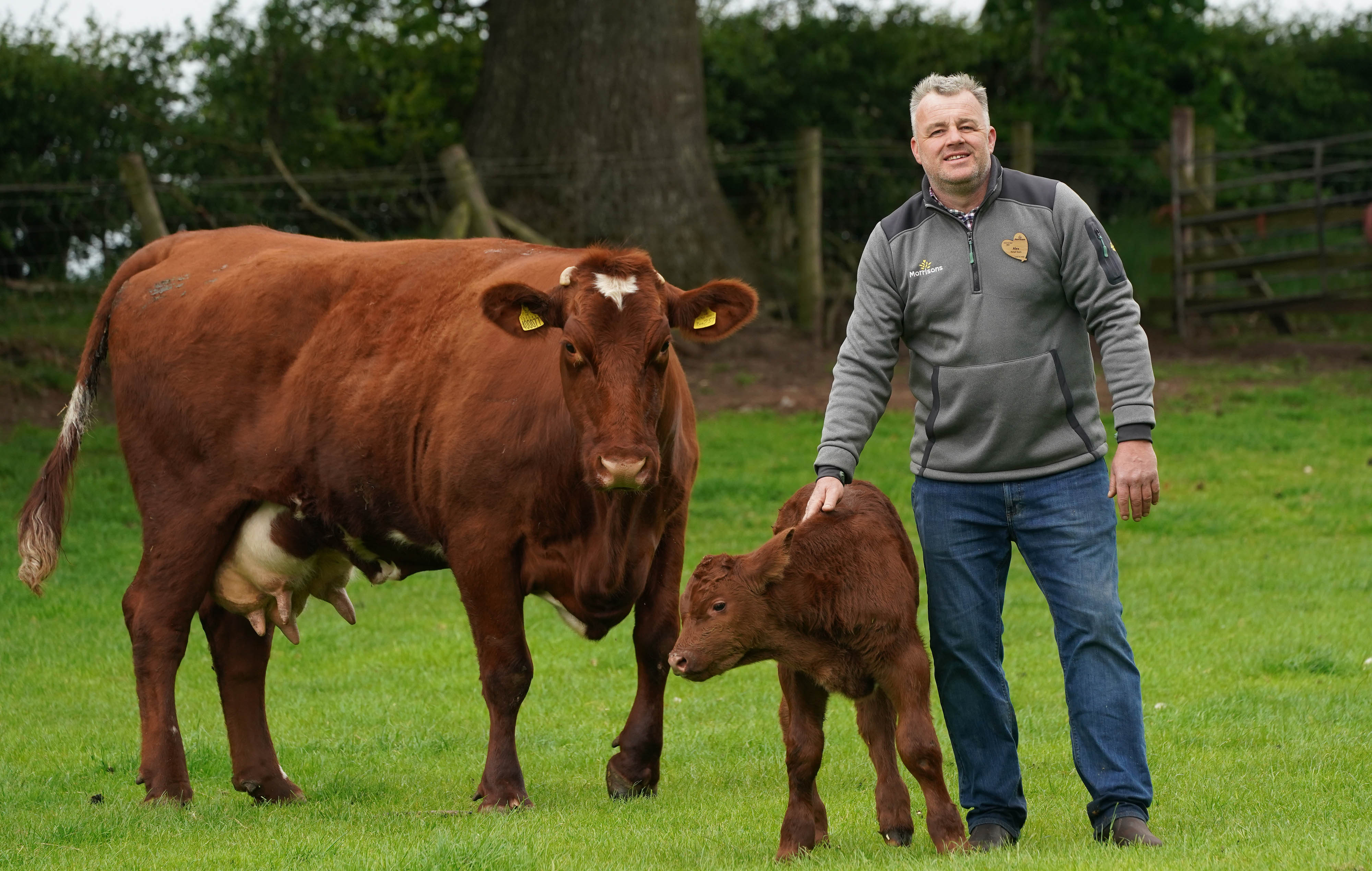 Morrisons announces partnership with Sea Forest to fast track lower methane beef