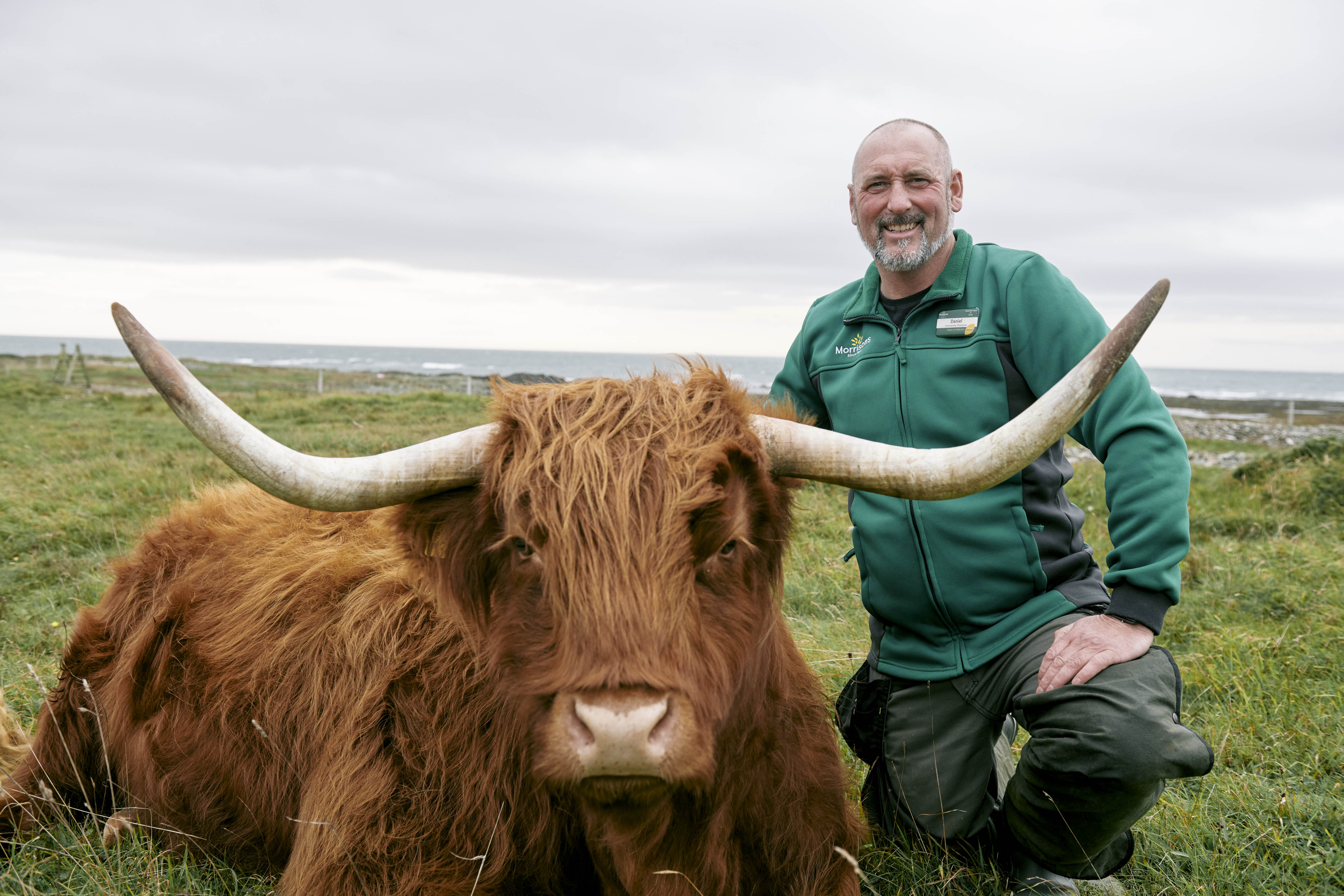 Morrisons trials seaweed animal feed for more climate-friendly cows
