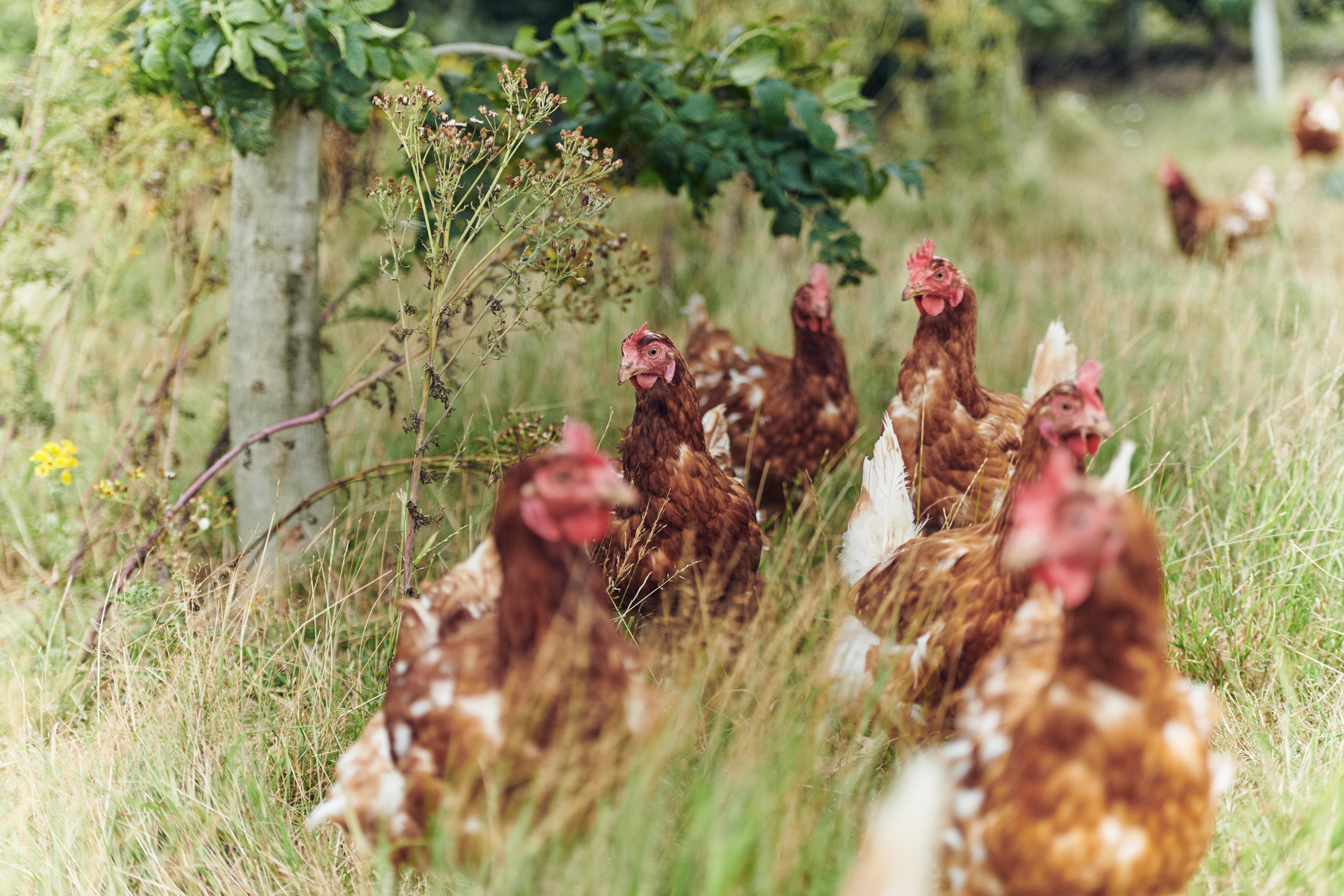 Morrisons helps egg farmers create biodiverse farmland for free-range hens