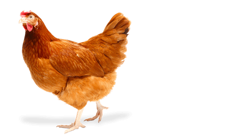 Alt description for the image